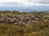 Descubren nueva especie de frailejón en el páramo de Saboyá (Boyacá)