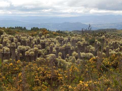 Descubren nueva especie de frailejón en el páramo de Saboyá (Boyacá)