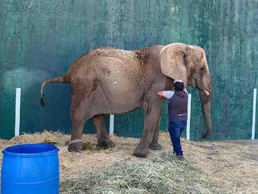 Annie, la elefanta que vive encadenada en un predio abandonado sin agua ni comida