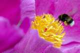 1.4 millones de firmas contra pesticidas de Bayer que estarían acabando con las abejas