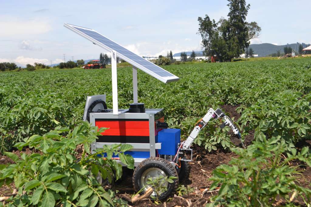 El robot móvil puede recorrer los surcos, registrar información del terreno y detectar diferencias dentro de un mismo cultivo.