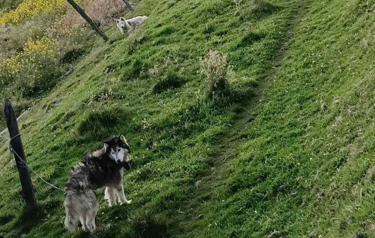Autoridades clausuraron criadero ilegal de perros en Ciudad Bolívar