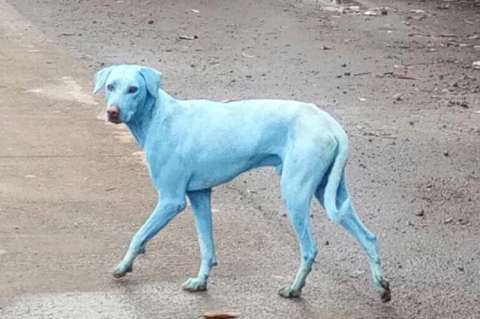 Aparecen perros azules por contaminación de ríos