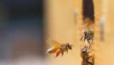 El popular insecticida que prohibió Colombia porque es mortal para las abejas