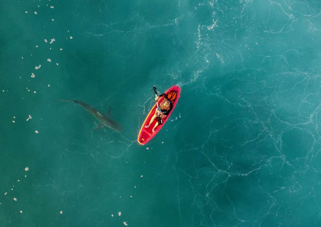 Hadera (Israel), 29/12/2022.- A picture taken with a drone shows a kayaker and a shark below him in the shallow water near the hot water stream of the Orot Rabin power plant in the Mediterranean Sea, northern city of Hadera, Israel, 29 December 2022. In recent years, a group of dusky sharks and sandbar sharks appear every winter in front of the hot water stream of the Orot Rabin Israeli power plant in Hadera. The special phenomenon attracts people for a rare opportunity to closely examine the wild animal. EFE/EPA/ABIR SULTAN