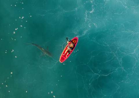 Una turista en las Bahamas murió después de ser atacada por un tiburón