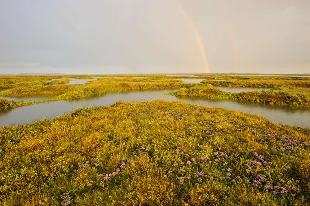 Rainbow over established saltmarsh with Common sea lavender (Limonium vulgare) and sea purslane (Atriplex portulacoides). Abbotts Hall Farm, Blackwater, Thames Estuary, Essex
