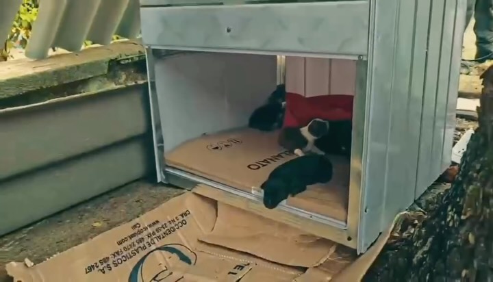 Perrita de la calle dio a luz a seis cachorros: policías les construyeron un refugio