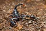 ¿Qué significa soñar con alacranes o escorpiones?