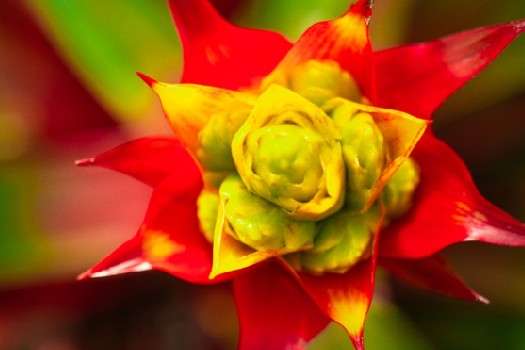 350 flores se encuentran exhibidas en el Jardín Botánico. La muestra estará abierta durante 8 días.