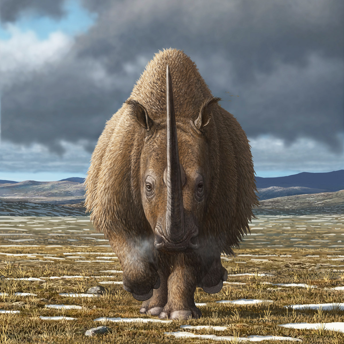 La combinación del cambio climático y la caza humana llevaron a la extinción a este animal. /MAURICIO ANTÓN - Sience