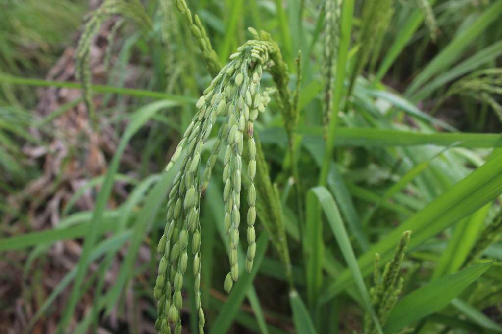 Cultivo de arroz en la Finca Agroturística Rosita en zona rural de San Luis de Palenque, Casanare.