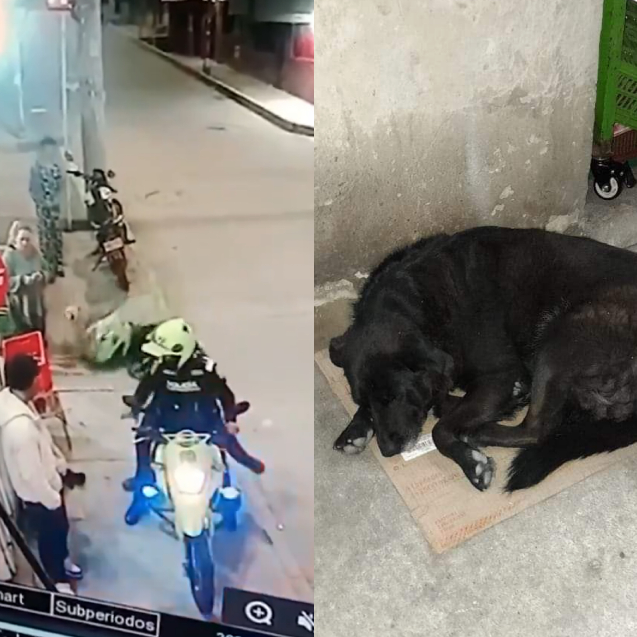 Las imágenes fueron captadas por una cámara de seguridad de la zona, en donde se puede a preciar a uno de los uniformados golpeando al perro.
