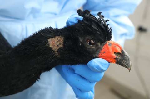 Al menos 30 animales amazónicos hacinados y con lesiones fueron rescatados en Putumayo