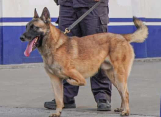 La historia de Barton, el perro que nació con tres patas y se convirtió en policía