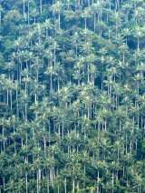 Colombia tiene una nueva área protegida para conservar las palmas más altas del mundo