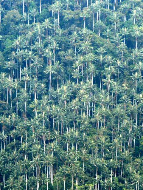 Colombia tiene una nueva área protegida para conservar las palmas más altas del mundo