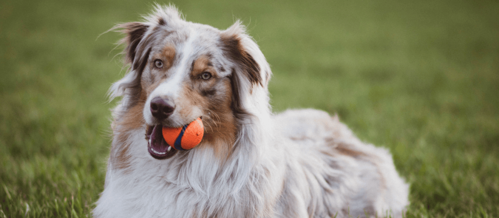 5 razas de perros grandes y peludos que te encantarán