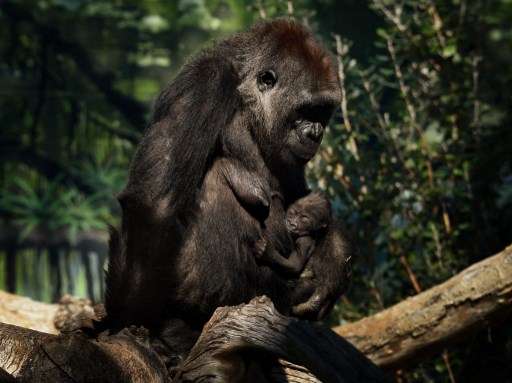 Gorilas en el zoológico de San Diego presentaron síntomas de coronavirus.