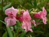 Flor Alegría, una de las plantas más sencillas de tener en el hogar