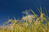 Arroceros recibirán apoyo de Minagricultura por bajos precios: ¿de cuánto dinero?