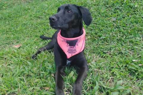 ¿La ha visto? Buscan a Gaia, perrita perdida en zona rural de Páramo, Santander