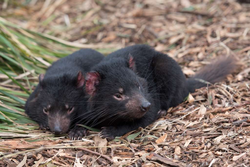 Demonios de Tasmania