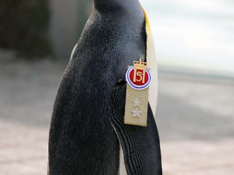 Este pingüino ocupará el tercer cargo más alto en las Fuerzas Armadas de Noruega