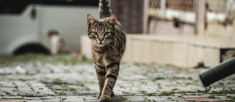 ¡Adopta un gato atigrado! Descubre 4 razas que te enamorarán