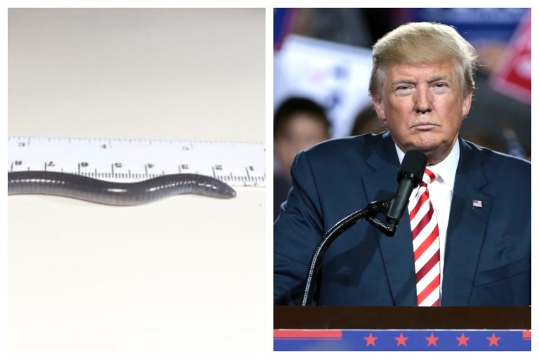 Descubren anfibio ciego que entierra la cabeza en la arena y lo nombran como Trump