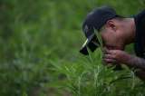 Buena cara para regulación de cannabis: pasó segundo debate en Plenaria de Cámara