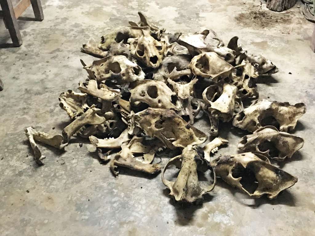 Cráneos de jaguar, resultado del tráfico ilegal. Una fotografía de Eduardo Franco Bertón.