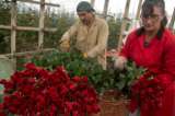 Flores de Colombia, a la conquista del mercado de China