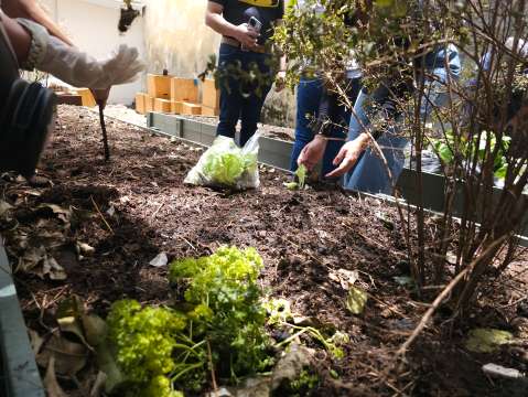 Estas son las tendencias de horticultura para 2025