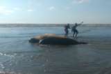 Observan a una familia de elefantes marinos en una playa del Valle del Cauca