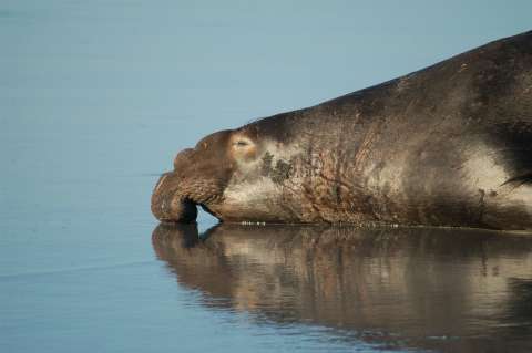 La razón por la que los elefantes marinos se sumergen para tomar siestas cortas