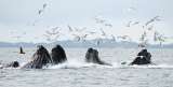 Así hemos afectado la migración de las ballenas
