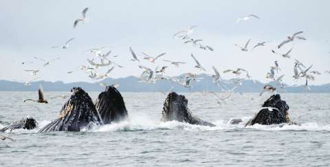 Así hemos afectado la migración de las ballenas