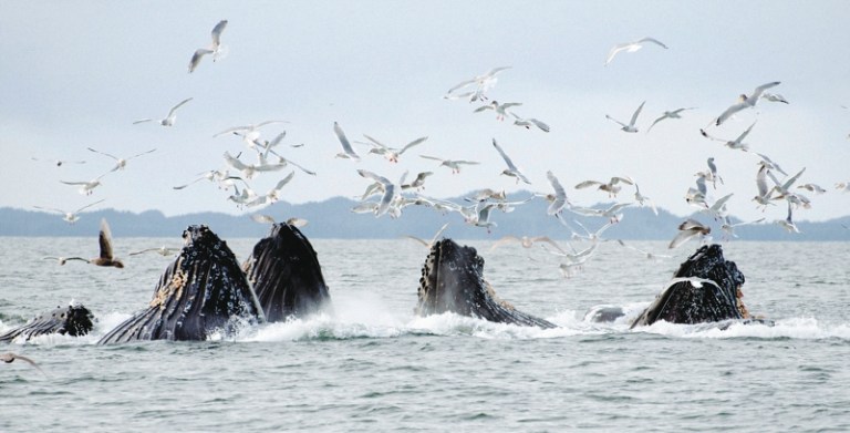 Así hemos afectado la migración de las ballenas