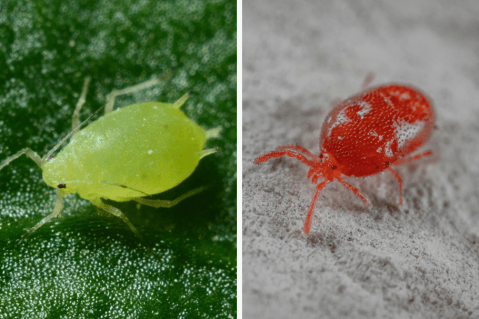 ⁠Vinagre blanco para eliminar ácaros: paso a paso para hacer una limpieza profunda