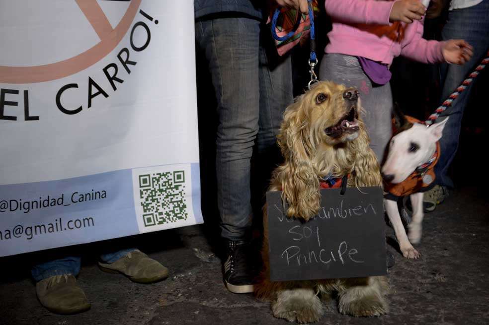 Pamela Aristizábal / Rinden homenaje a Príncipe, el perro que fue baleado por Juan Sebastian Toro.