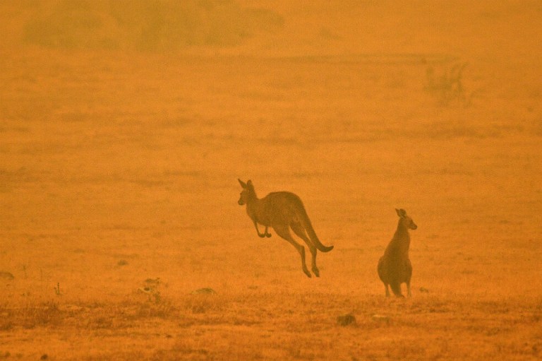 Las llamas arrasan un refugio de canguros en Australia
