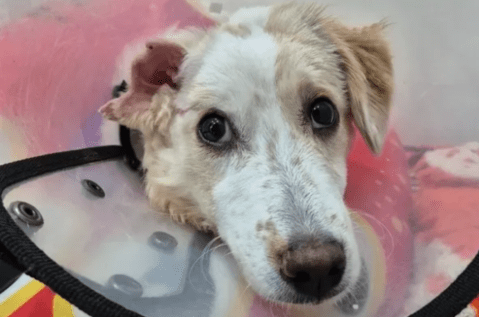Perlita, la perrita quemada bajo un carro, sigue en recuperación y necesita ayuda