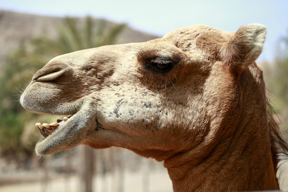 Los camellos, dromedarios, llamas, alpacas, guanacos y vicuñas son el principal medio de subsistencia de millones de personas en al menos 90 países. / Pixabay