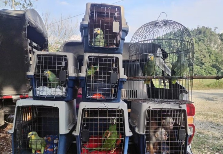 Cornare destacó que muchos de los animales rescatados no logran ser reintroducidos en su hábitat natural.