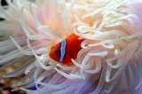 Matando a Nemo: peces tropicales amenazados por el cianuro