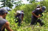 Colombia inicia plan de erradicación manual de coca en frontera con Ecuador