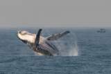 Canto de ballenas jorobadas y el lenguaje humano serían parecidos, ¿por qué?