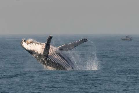 La orina de las ballenas tiene una función más importante de lo que se creía