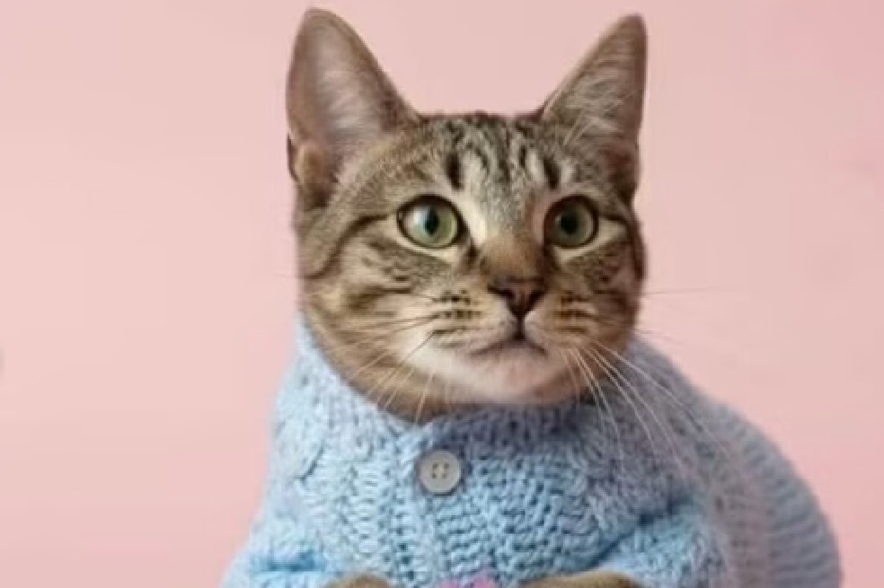 El reporte de la fundación confirma que el felino cuenta con un estado de salud favorable.